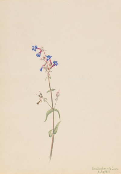 Pentstemon Pentstemon Procerus by Mary Vaux Walcott