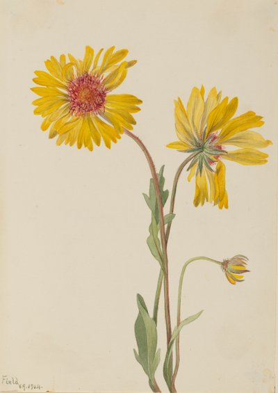 Perennial Gaillardia by Mary Vaux Walcott