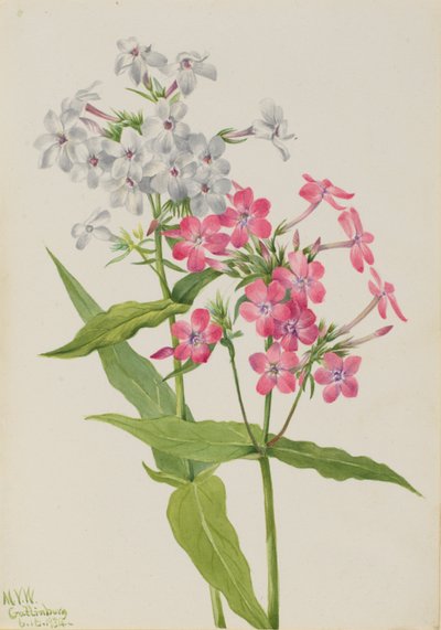 Perennial Phlox by Mary Vaux Walcott