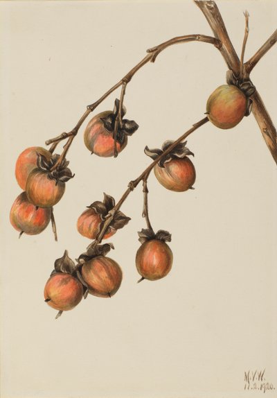 Persimmon Diospyros Virginiana, 1920 by Mary Vaux Walcott