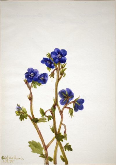 Phacelia by Mary Vaux Walcott
