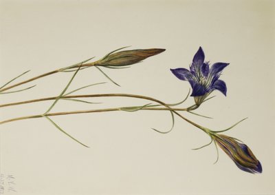 Pinebarren Gentian Gentiana Porphyrio by Mary Vaux Walcott