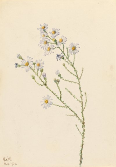 Pineland Aster by Mary Vaux Walcott
