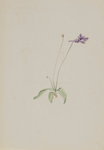 Pinguicula vulgaris, ca. early 1930s by Mary Vaux Walcott