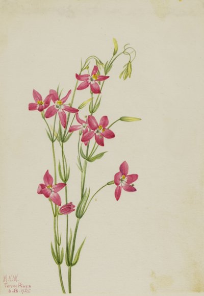 Pink Centaurium by Mary Vaux Walcott