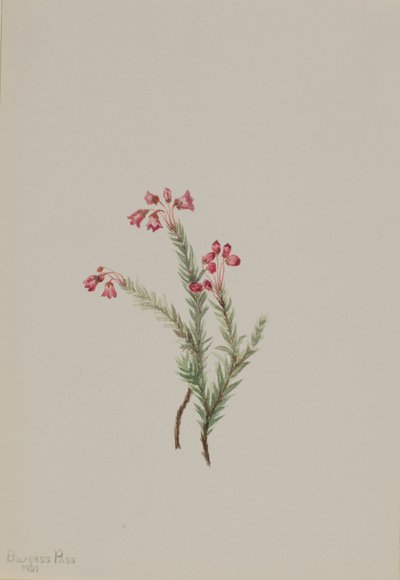 Pink Heather Phyllodoce empetriformis, 1901 by Mary Vaux Walcott