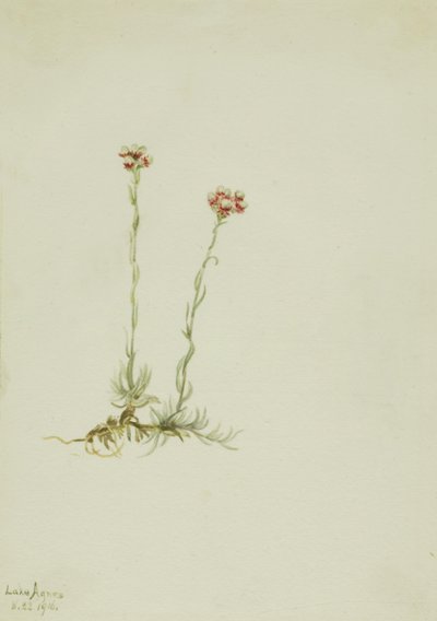 Pink Pussytoes (Antennaria rosea) by Mary Vaux Walcott