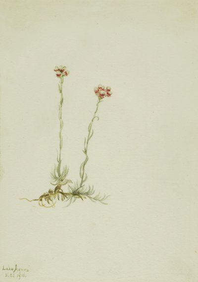 Pink Pussytoes Antennaria rosea by Mary Vaux Walcott