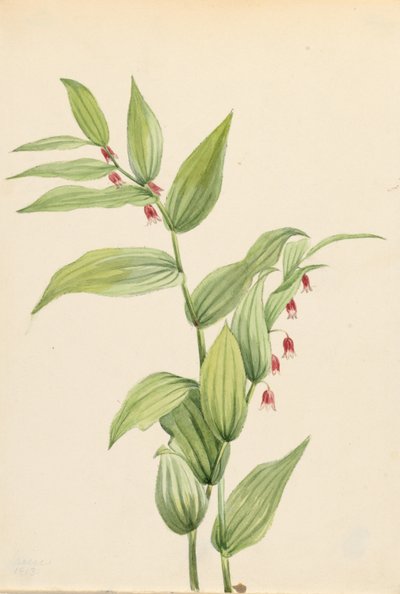 Pink Twisted Stalk by Mary Vaux Walcott