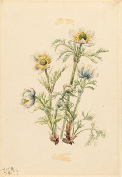 Plume Anemone Pulsatilla occidentalis by Mary Vaux Walcott