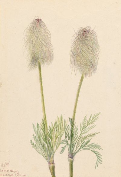 Plume Anemone Pulsatilla Occidentalis by Mary Vaux Walcott