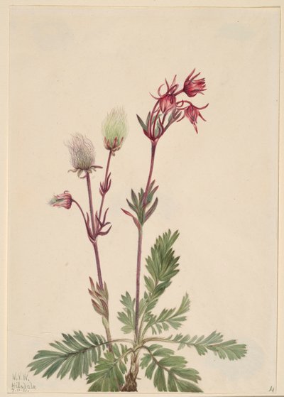 Prairie-Smoke (Sieversia ciliata) by Mary Vaux Walcott