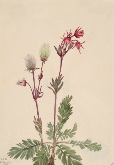 Prairie-Smoke Sieversia ciliata by Mary Vaux Walcott