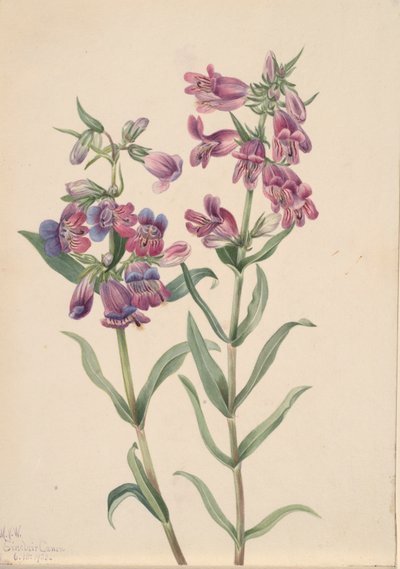 Prairie Pentstemon Pentstemon erianthera, 1923 by Mary Vaux Walcott