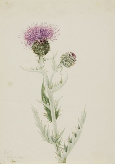 Prairie Thistle by Mary Vaux Walcott