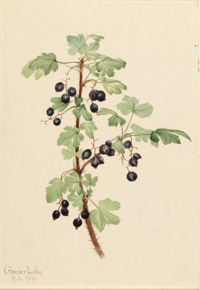 Prickly Currant by Mary Vaux Walcott