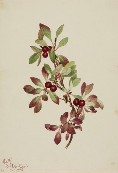 Ptarmiganberry by Mary Vaux Walcott