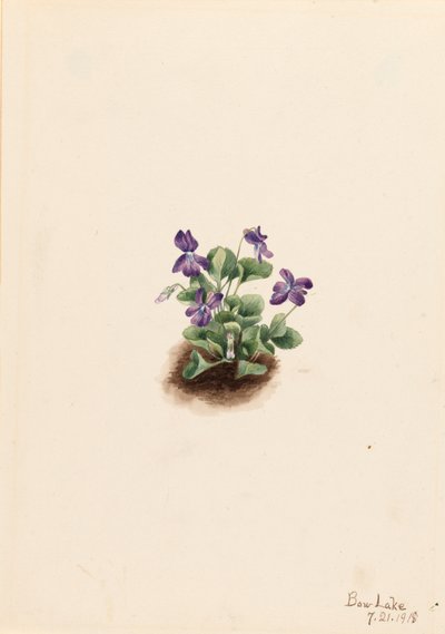 Purple Mountain Violet Viola adunca, 1918 by Mary Vaux Walcott