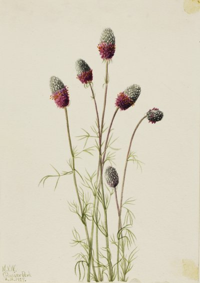 Purple Prairie Clover by Mary Vaux Walcott