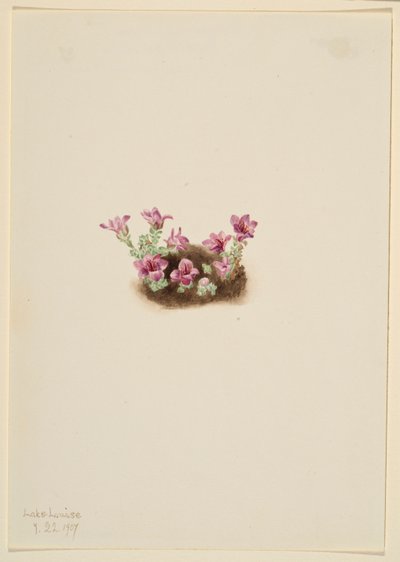 Purple Saxifrage by Mary Vaux Walcott