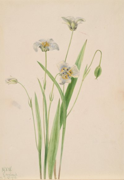 Pussy-ears Calochortus Elegans by Mary Vaux Walcott