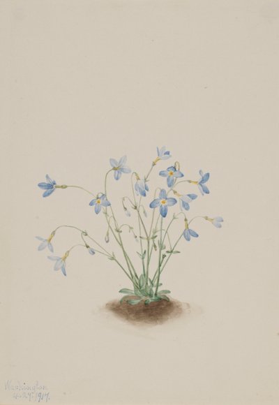 Quakerladies by Mary Vaux Walcott