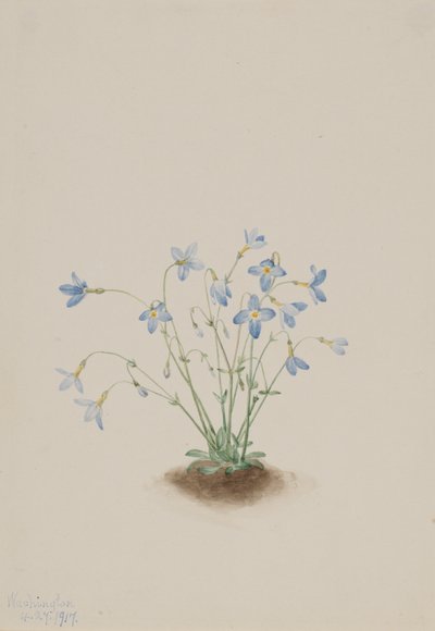 Quakerladies Houstonia Caerulea by Mary Vaux Walcott