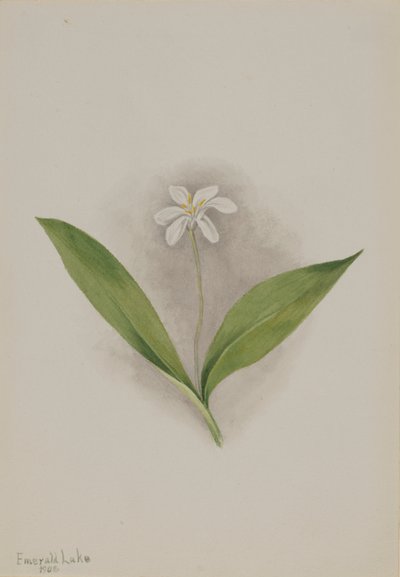 Queencup (Clintonia uniflora) by Mary Vaux Walcott