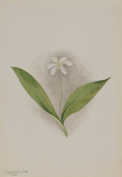 Queencup Clintonia uniflora by Mary Vaux Walcott