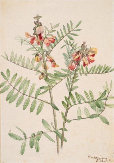 Rabbitbean Cracca virginiana, 1918 by Mary Vaux Walcott