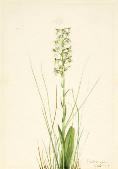 Ragged Fringe-orchid by Mary Vaux Walcott