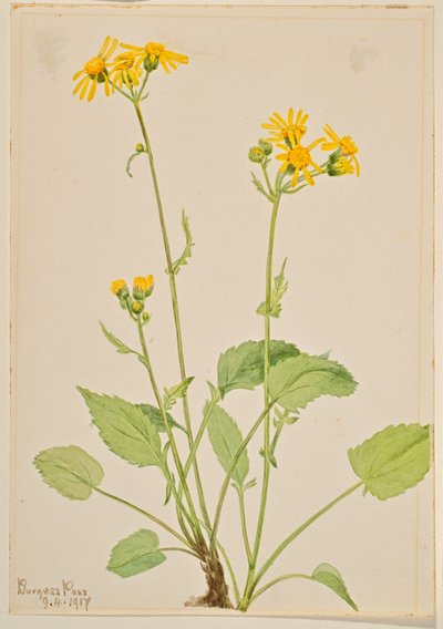 Ragwort (Senecio burkei) by Mary Vaux Walcott