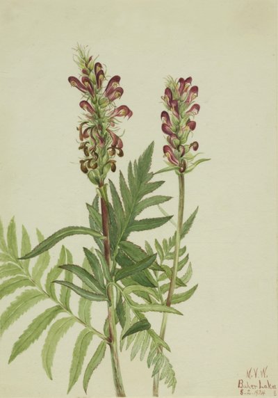 Red-Helmet Pedicularis bracteosa, 1924 by Mary Vaux Walcott