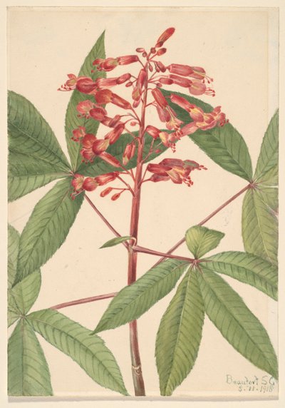 Red Buckeye Aesculus pavia, 1918 by Mary Vaux Walcott