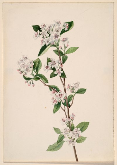 Red Chokeberry Aronia arbutifolia by Mary Vaux Walcott