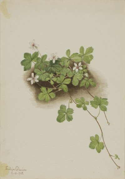 Red Dewberry (Rubus pedatus) by Mary Vaux Walcott