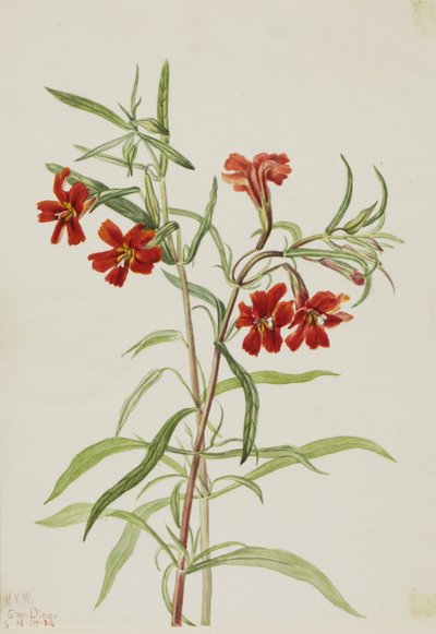 Red Monkeyflower by Mary Vaux Walcott