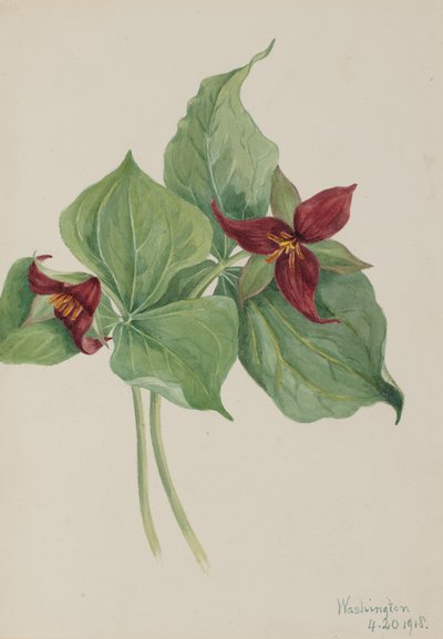 Red Trillium by Mary Vaux Walcott