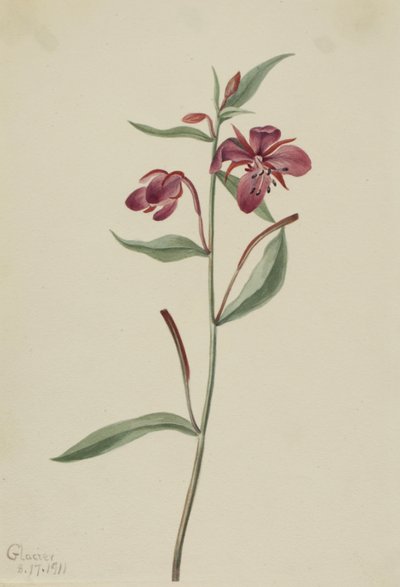 Red Willowweed, 1911 by Mary Vaux Walcott