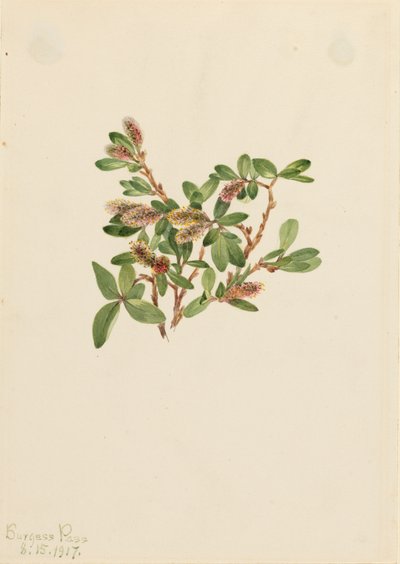 Rock Willow Salix petrophila by Mary Vaux Walcott