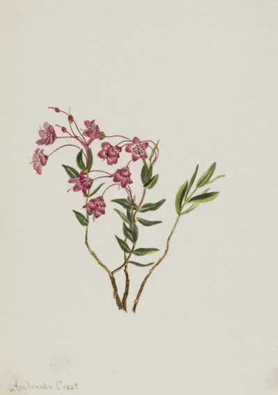 Rocky Mountain Kalmia by Mary Vaux Walcott