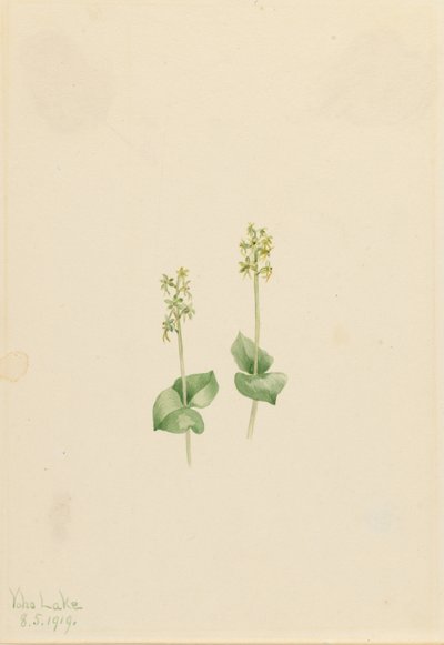 Rocky Mountain Twayblade by Mary Vaux Walcott