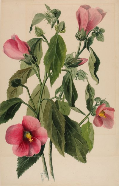 Rose Gentian by Mary Vaux Walcott