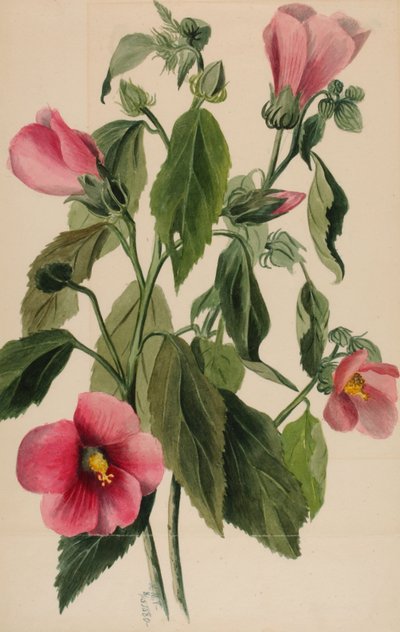 Rose Gentian Sabbatia angularis, 1880 by Mary Vaux Walcott