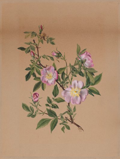 Rose Mallow (Hibiscus moscheutos) by Mary Vaux Walcott