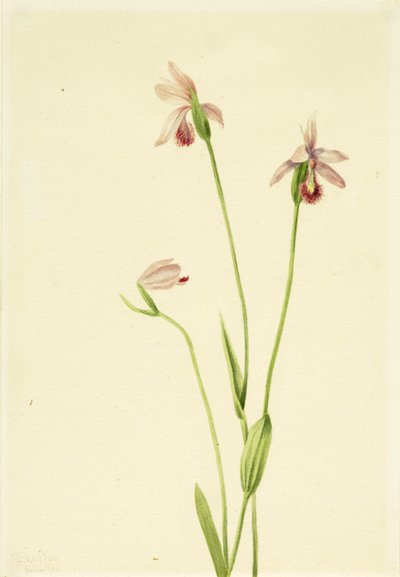 Rose Pogonia Pogonia ophioglossoides, 1906 by Mary Vaux Walcott