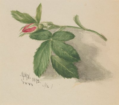 Rosebud, 1872 by Mary Vaux Walcott