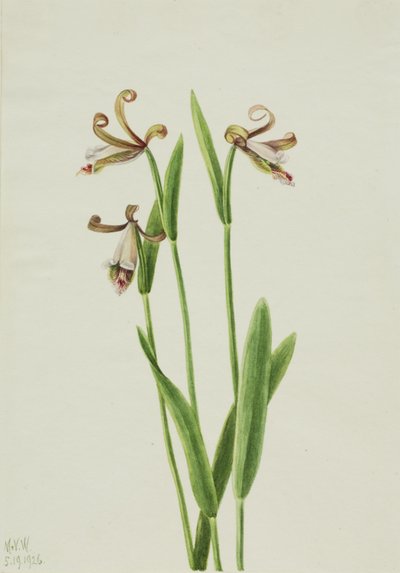 Rosebud Orchid by Mary Vaux Walcott