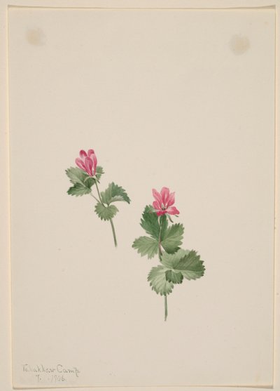 Rubus articus by Mary Vaux Walcott
