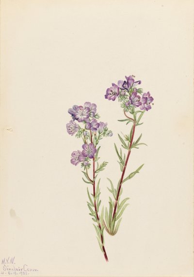 Sand Phacelia by Mary Vaux Walcott